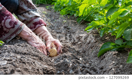 Hand planting potato tubers with sprouts in the ground. Agriculture. 127099269