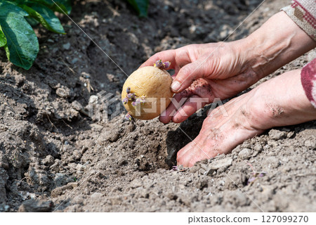 Hand planting potato tubers with sprouts in the ground. Agriculture. 127099270