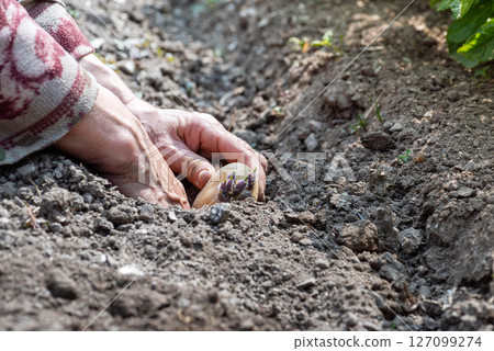 Hand planting potato tubers with sprouts in the ground. Agriculture. 127099274