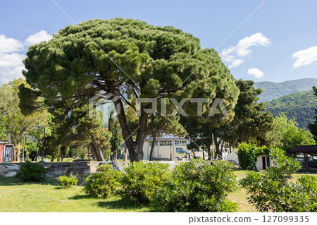 Large pine tree in a sunny green park. Mediterranean flora and summer tranquility in a coastal town. Large pine tree in a sunny green park. Mediterranean flora and summer tranquility in a coastal town. 127099335