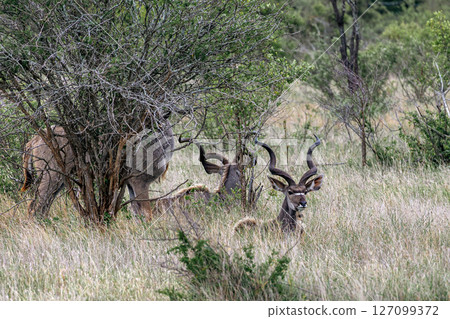 Greater Kudu resting in african savanna, Kruger National Park, South Africa Greater Kudu resting in african savanna, Kruger National Park, South Africa 127099372