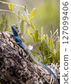 Blue Agama Lizard Resting on Tree Trunk in Natural Habitat 127099406