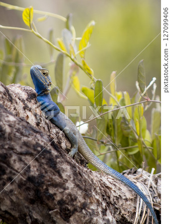 Blue Agama Lizard Resting on Tree Trunk in Natural Habitat 127099406