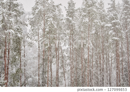 The heavy snowfall in a wild park, winter fairy tale in the forest, snow-covered tree branches, large flakes of snow are slowly falling, nobody, snow storm, blizzard The heavy snowfall in a wild park, winter fairy tale in the forest, snow-covered tree branches, large flakes of snow are slowly falling, nobody, snow storm, blizzard 127099853
