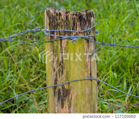 thorn wire in a post 127100060