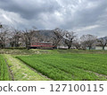 A red train and cherry blossom trees on an abandoned railway line waiting for spring 127100115