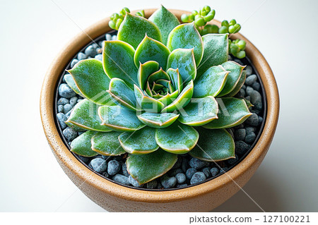 Modern plant-related marketing. Succulent with thick, fleshy leaves in ceramic pot on a white background. 127100221