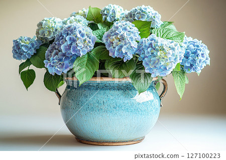Big Hydrangea bush in rustic pot with fleshy leaves and pink flowers on a white background. 127100223