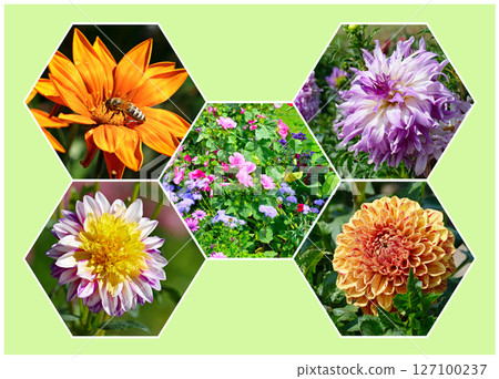 Beautiful bright summer flowers in a honeycomb frame on green background. 127100237
