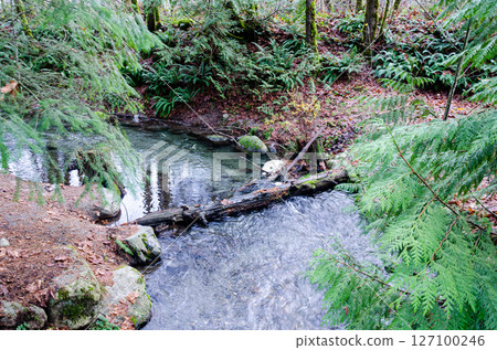 Salmon spawning streams in the Thacker Regional Park in Hope, BC, Canada 127100246