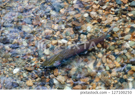Salmon spawning streams in the Thacker Regional Park in Hope, BC, Canada 127100250