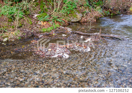 Salmon spawning streams in the Thacker Regional Park in Hope, BC, Canada 127100252