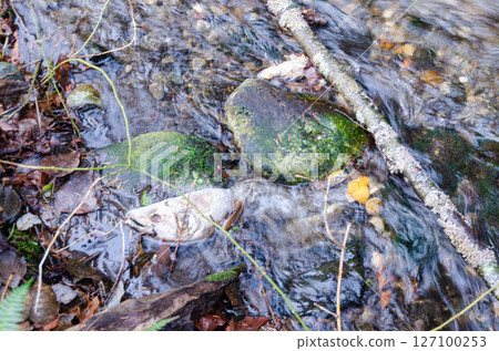 Salmon spawning streams in the Thacker Regional Park in Hope, BC, Canada 127100253