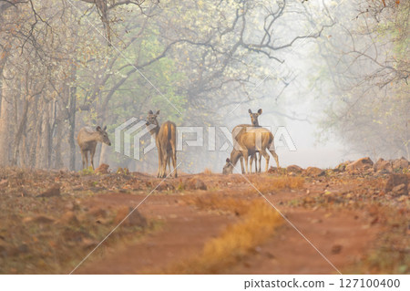 Herd of Sambar Deer at Dawn on a Misty Morning in Tadoba National Park in india Herd of Sambar Deer at Dawn on a Misty Morning in Tadoba National Park in india 127100400