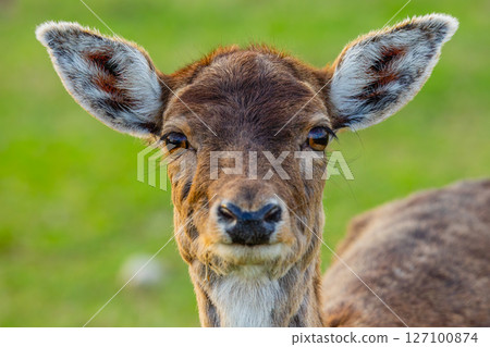 Detailed closeup of a deer, showcasing its beautiful features in a vibrant, lush green background Detailed closeup of a deer, showcasing its beautiful features in a vibrant, lush green background 127100874