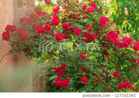 A red rose is hanging. Rose flowers near the house. A red rose is hanging. Rose flowers near the house. 127101592