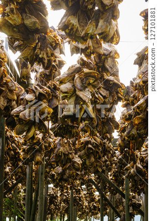 Cod stockfish drying on racks, Lofoten islands Norway Cod stockfish drying on racks, Lofoten islands Norway 127101881