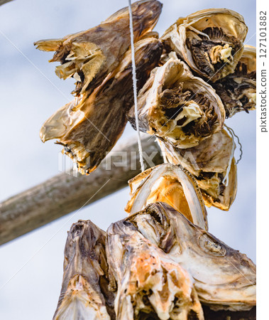 Cod stockfish drying on racks, Lofoten islands Norway Cod stockfish drying on racks, Lofoten islands Norway 127101882