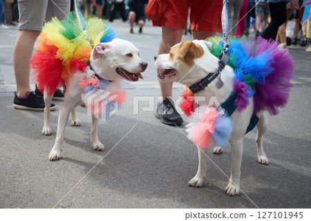 Pride Dogs in Rainbow Tutus. Two dogs dressed in bright rainbow tutus 127101945