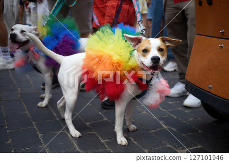Colorful Dog Pride Parade. Two dogs dressed in bright rainbow tutus Colorful Dog Pride Parade. Two dogs dressed in bright rainbow tutus 127101946
