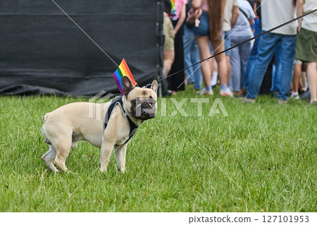 Pride Parade Pup. A French Bulldog with a rainbow flag Pride Parade Pup. A French Bulldog with a rainbow flag 127101953