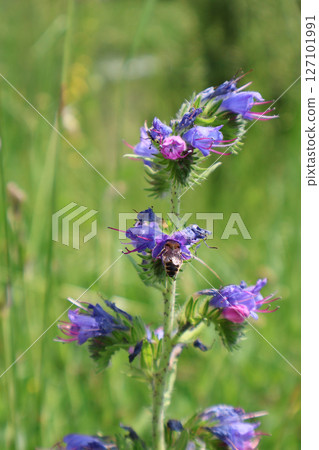 Close-Up of a Bee Pollinating Colorful Purple Wildflowers in a Meadow 127101991
