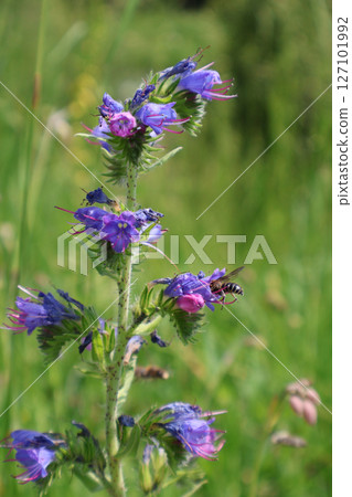 Close-Up of a Pollinating Bee on a Vibrant Wildflower in Nature 127101992