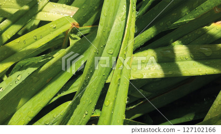 Green grass with drops of morning dew. Wet blades of grass in beautiful sunlit. 127102166
