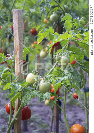 Close view of ripe tomatoes on farm plants, ideal for farming, fresh produce, and organic crop marketing visuals 127102174