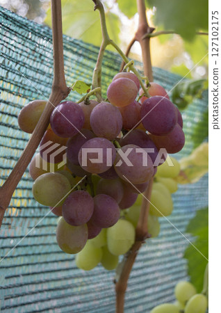 Grapes in vineyard shaded by sun net, suitable for farming visuals, fruit protection, and agricultural content Grapes in vineyard shaded by sun net, suitable for farming visuals, fruit protection, and agricultural content 127102175