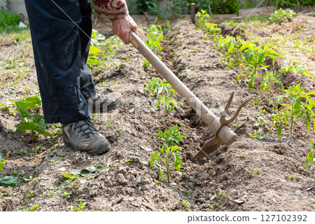 Soil preparation in a tomato crop. Agriculture. Soil preparation in a tomato crop. Agriculture. 127102392