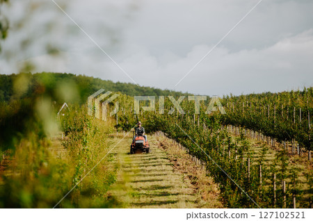 Farmer mowing between fruit trees in his orchard. 127102521
