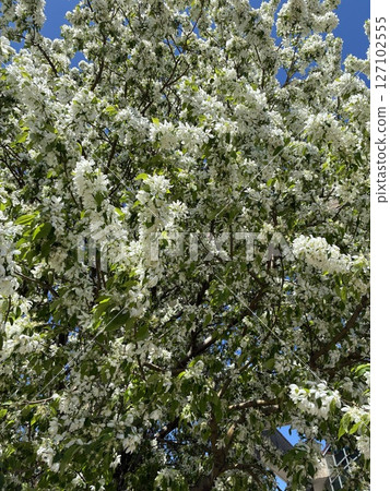 Blooming White Tree Under Clear Spring Sky Blooming White Tree Under Clear Spring Sky 127102555