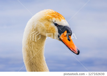 Portrait of Mute Swan - Cygnus olor Portrait of Mute Swan - Cygnus olor 127102630