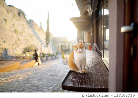 Large wild peach cat sitting on the street of the Old Bar Town in Montenegro. Large wild peach cat sitting on the street of the Old Bar Town in Montenegro. 127102739