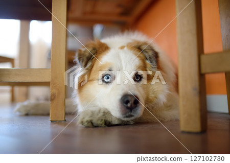 Large fluffy mixed breed dog lies under table in a bright modern kitchen Large fluffy mixed breed dog lies under table in a bright modern kitchen 127102780