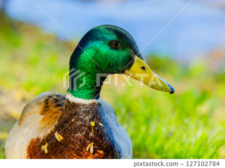 An Elegant Mallard Duck Gracefully Poses in Natures Tranquil and Serene Embrace 127102784