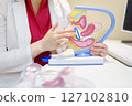 The gynecologist shows the patient an anatomical model of the vagina and talks about the control ring as a means of contraception 127102810