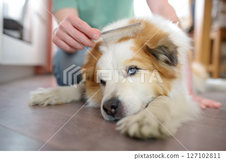 A careful owner young man is combing fur of big dog on floor at home A careful owner young man is combing fur of big dog on floor at home 127102811