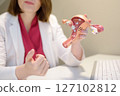 Gynecologist during appointment of patient. Doctor shows anatomical model of internal female organs and explains about disease. Gynecological consultation of treatment tactics 127102812
