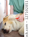 A careful owner young man is combing fur of big dog on floor at home. Vertical banner 127102851