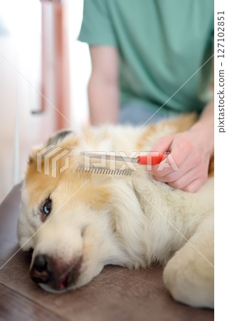 A careful owner young man is combing fur of big dog on floor at home. Vertical banner 127102851