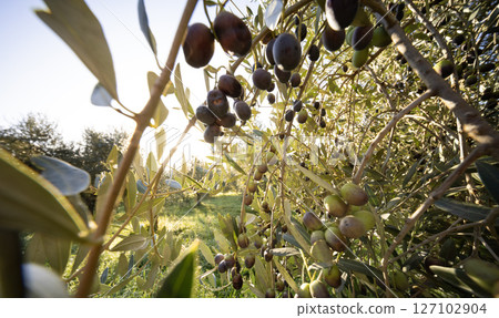 Olive tree with green ripe olives in an olive garden . Green olive tree lit by the rays of the sun 127102904