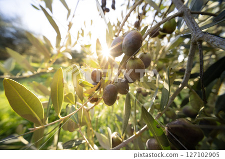Olive tree with green ripe olives in an olive garden . Green olive tree lit by the rays of the sun 127102905