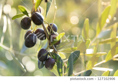 Olive tree with green ripe olives in an olive garden . Green olive tree lit by the rays of the sun 127102906