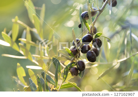 Olive tree with green ripe olives in an olive garden . Green olive tree lit by the rays of the sun 127102907