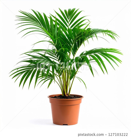 Lush Green Potted Palm Plant on White Background 127103222