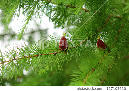 branches with young needles European larch Larix decidua. a young bump on a branch branches with young needles European larch Larix decidua. a young bump on a branch 127103610