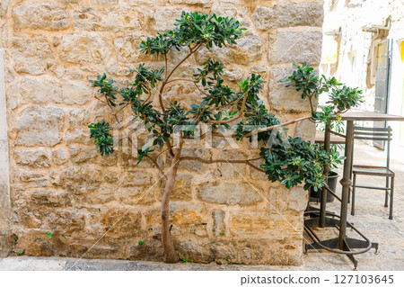 Twisted green tree growing against rustic stone wall in narrow alley. Urban nature, architectural charm, and Mediterranean ambiance. Twisted green tree growing against rustic stone wall in narrow alley. Urban nature, architectural charm, and Mediterranean ambiance. 127103645