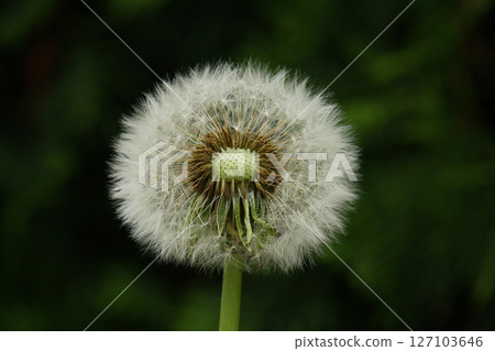 Fluffy texture of a white dandelion flower close-up. The concept of fragility. spring time. 127103646